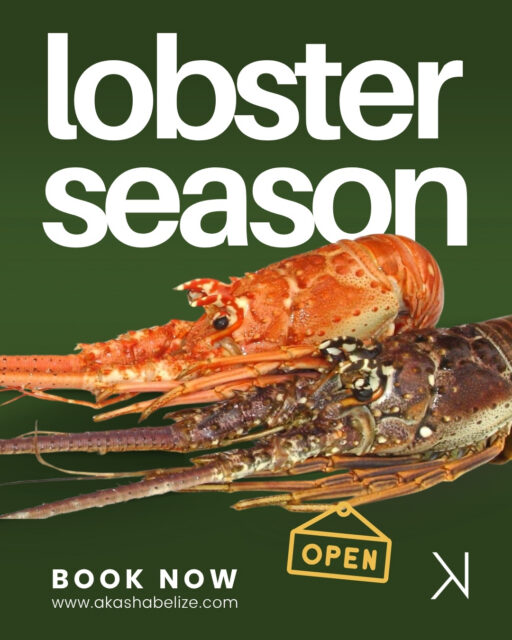 Lobster season in Belize opens TODAY July 1, and San Pedro knows how to celebrate it. 🦞

The first fresh catches, the island’s Lobster Festival energy… this is one of the most anticipated culinary moments of the year in Ambergris Caye.

At Akasha, we’ll be sharing the lobster dishes joining our menu for the season soon. Expect fresh Caribbean spiny lobster, bold flavors, and our own Akasha take on this Belize tradition.

Stay tuned. The season is here.

📍 Akasha at Aruna Resort & Villas
📲 Book your spot | reservations@akashabelize.com
.
.
.

#BelizeLobsterSeason #SanPedroLobsterFest #AmbergrisCayeDining #AkashaBelize