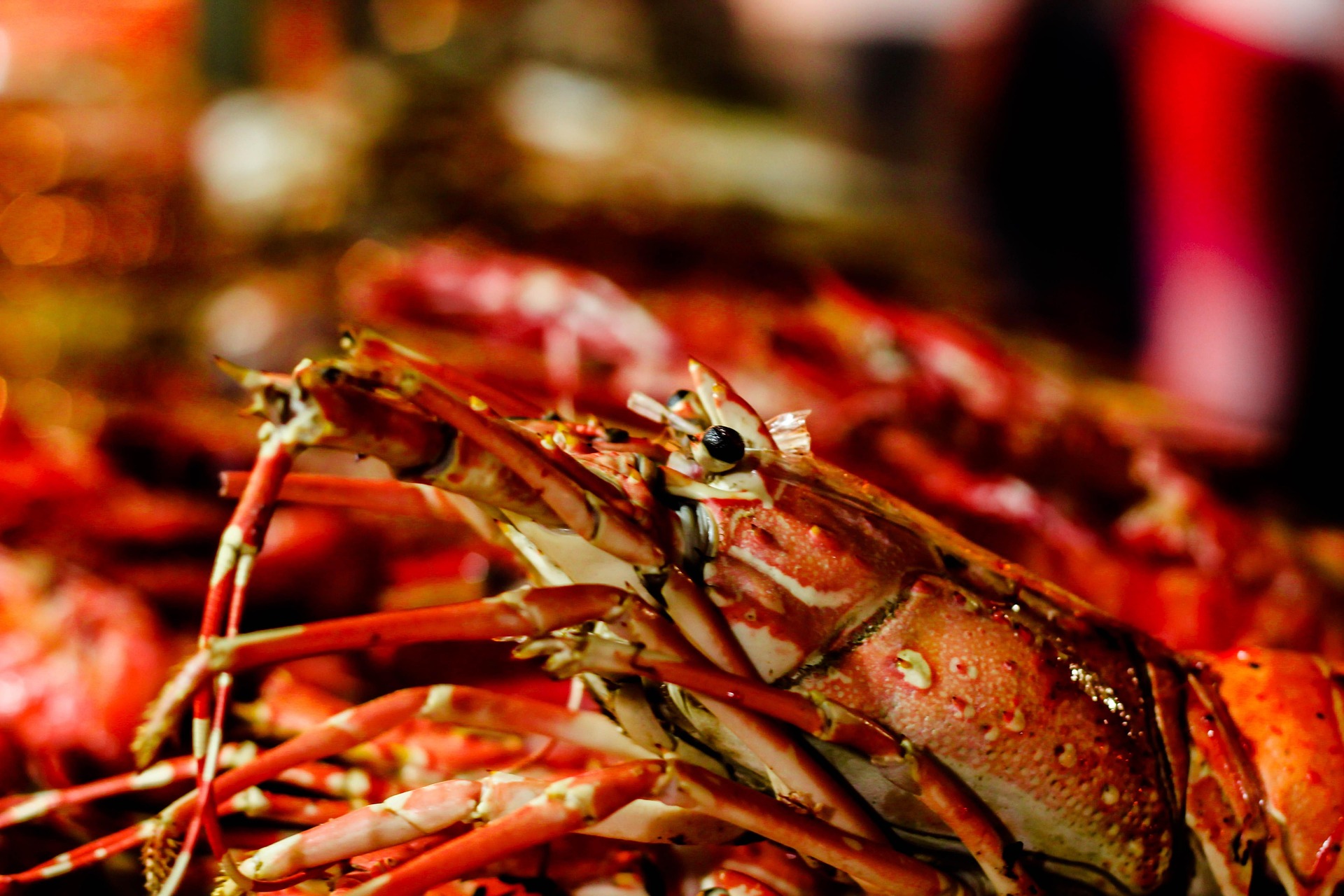 lobster-in-akasha